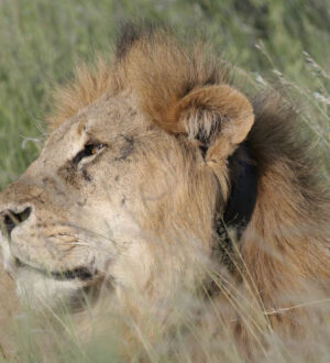 Why are Radio-Collared Lions in Gujarat Dying?